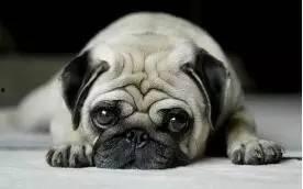 巴哥最新爆料新闻联播,新闻联播最新爆料背后的故事